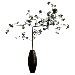 花瓶植物09